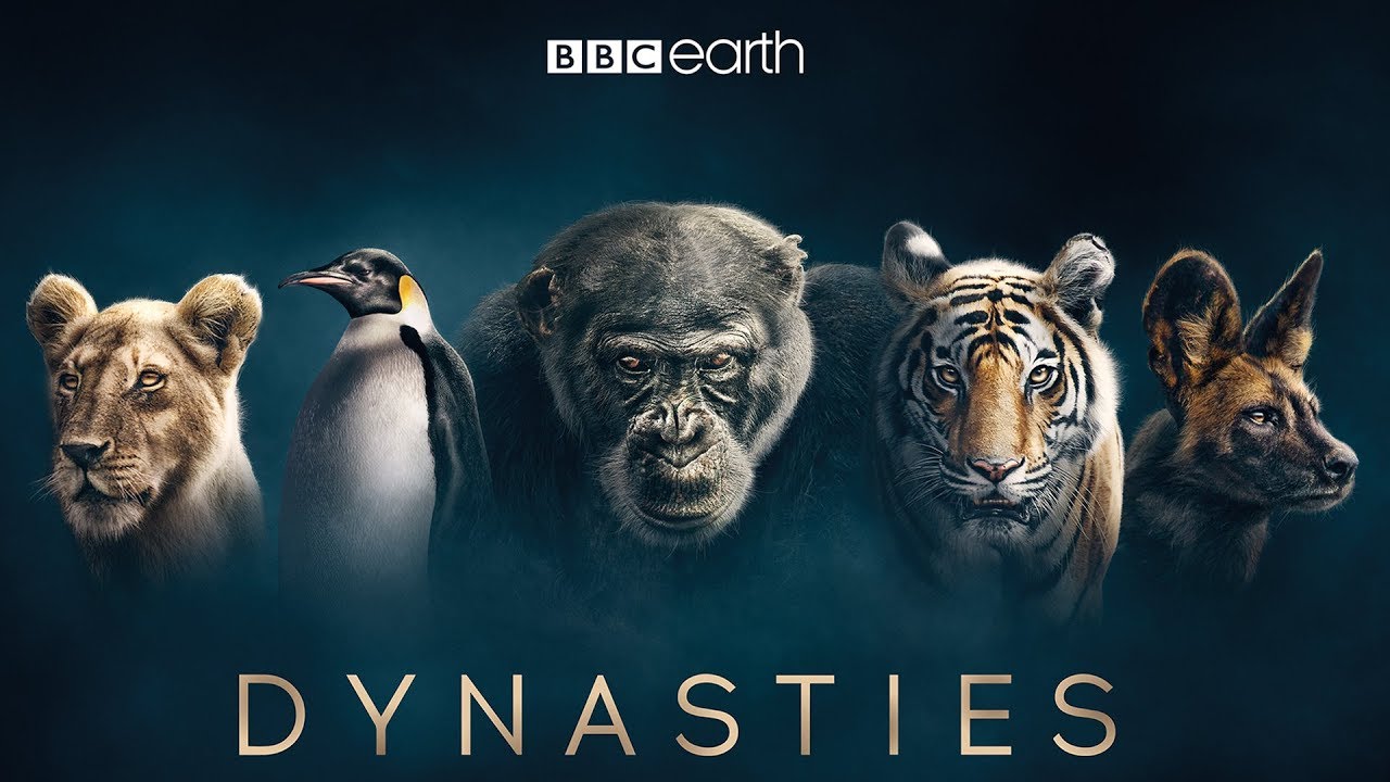 Dynasties Episode 2 帝企鹅:顽强生存